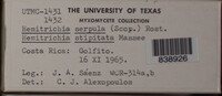Hemitrichia serpula image